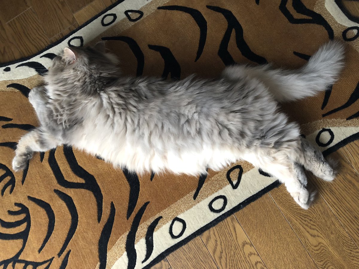 aihop's tweet photo. よく寝てる。
#サイベリアン
#ロシア娘
#猫をTLに流しちゃおう
#猫好きさんと繋がりたい
#ねこ
#ネコ
#猫
#slowtiger
#チベタンタイガー https://t.co/hdm3RVQQJa