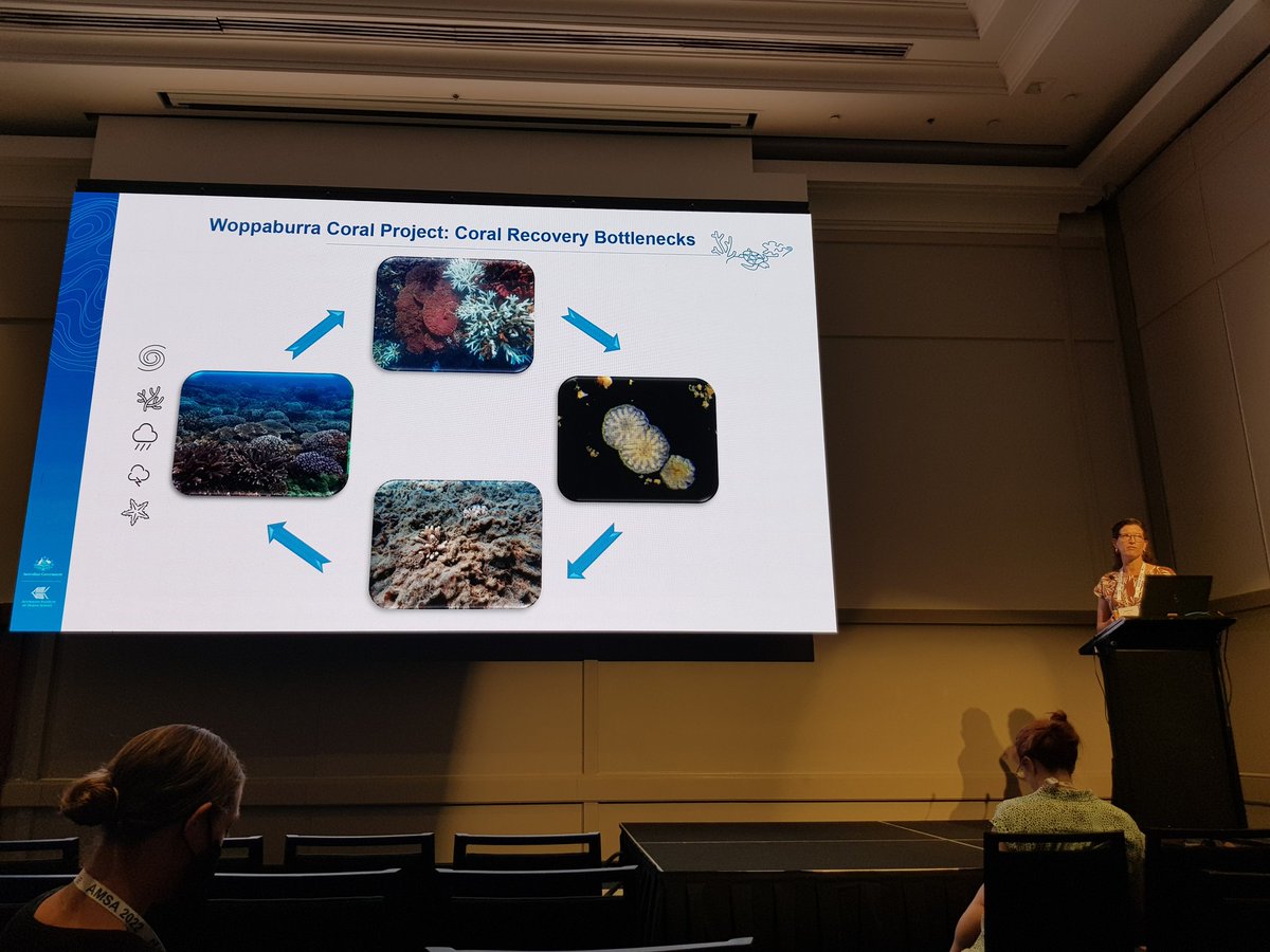 Carly Randall (@drcarlyrandall) on Twitter photo Great talk by <a href="/DrCathiePage/">Cathie Page</a> <a href="/AMSAconf/">AMSA-NSMSS 2024 Conference</a> today highlighting findings from coral seeding trials in Woppaburra sea country! Exciting results and some new questions raised! <a href="/aims_gov_au/">Australian Institute of Marine Science</a> <a href="/bhp/">BHP</a> Great talk by <a href="/DrCathiePage/">Cathie Page</a> <a href="/AMSAconf/">AMSA-NSMSS 2024 Conference</a> today highlighting findings from coral seeding trials in Woppaburra sea country! Exciting results and some new questions raised! <a href="/aims_gov_au/">Australian Institute of Marine Science</a> <a href="/bhp/">BHP</a>