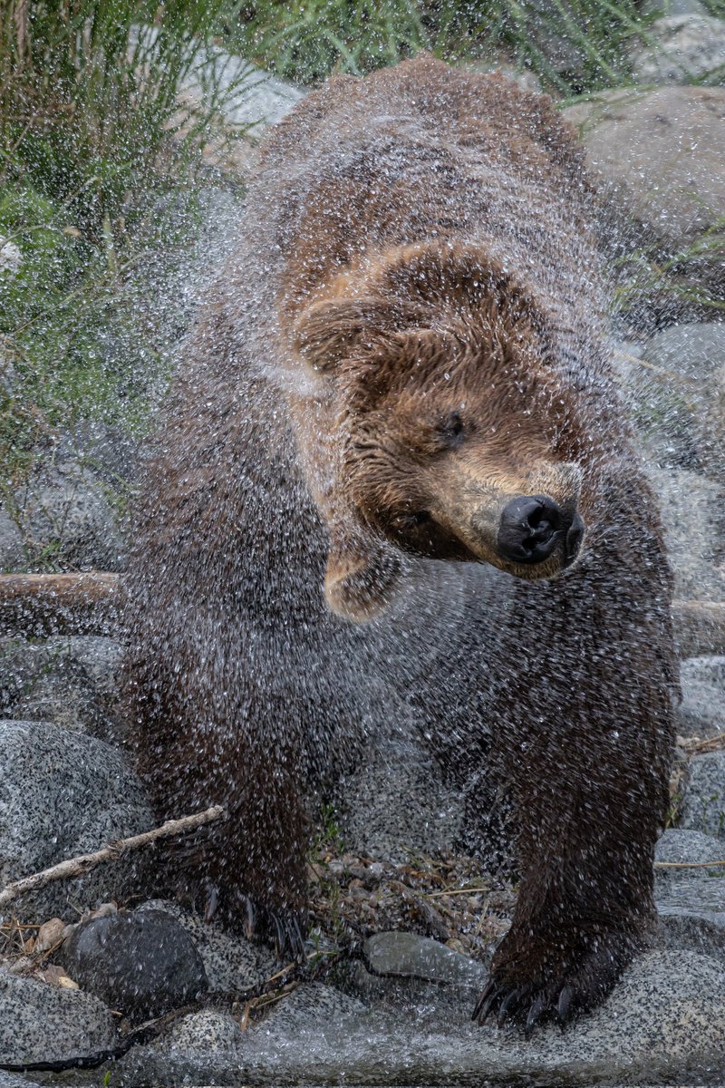 YourOwnRoadshow's tweet photo. Snaps from Katmai National Park @KatmaiNPS @AlaskaNPS https://t.co/NfX5TFDazz