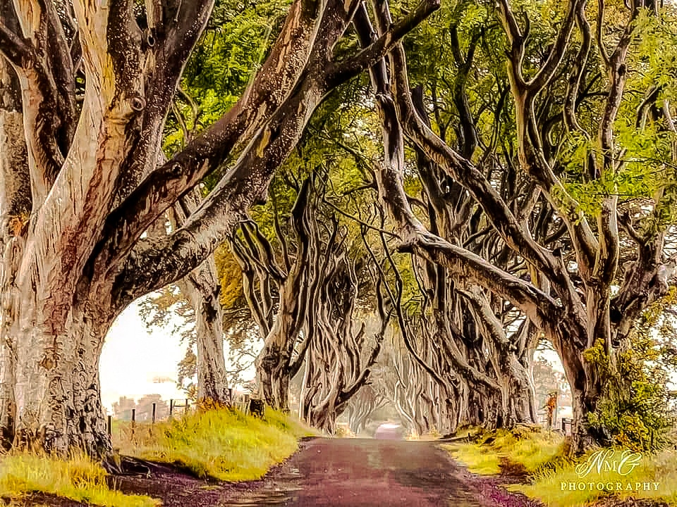 McginnNicole's tweet image. The famous dark hedges. #GOT #GameOfThrones #darkhedges #northcoast #causewaycoast #visitcauseway #NorthernIreland #photography