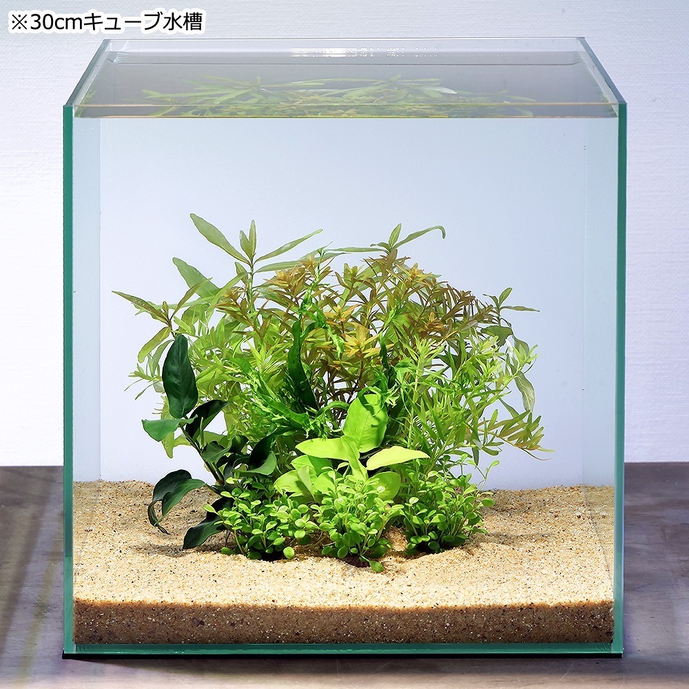 Tweets With Replies By 水草 植物 チャーム公式 Charm Plants Twitter