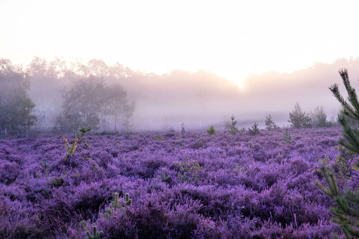 sdnpa's tweet image. Blink and you could miss it.
⠀
If you haven&apos;t stepped outside to see the heather in bloom, now&apos;s your chance. 

Find your nearest heath &amp;gt;&amp;gt; buff.ly/3HWmgUJ

📍 Stedham Common 

#SouthDowns #HelpTheHeaths