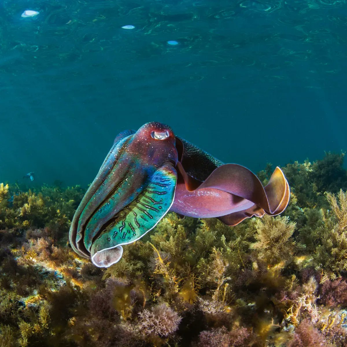 Cuttlefish