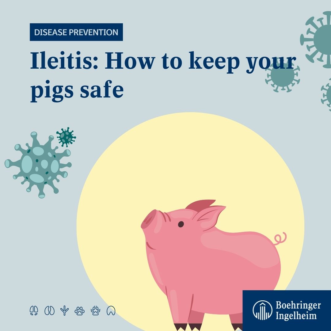 Boehringer_AH's tweet image. #SwineFarmers, how do you protect your pigs from #ileitis? We've collected 7 important facts you should know about the disease. Check them out here: ➡️ bit.ly/3spmlvI 🐷