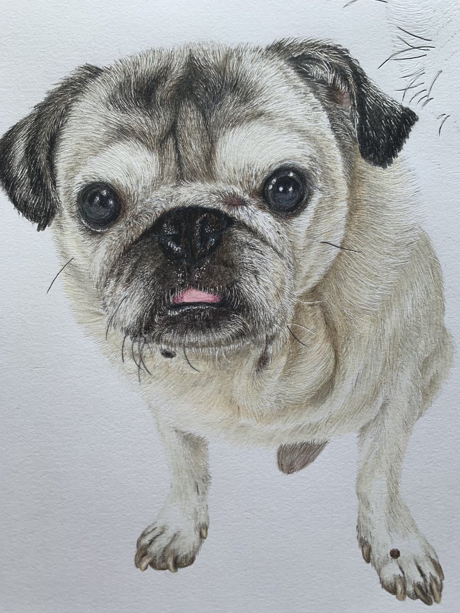 期間限定セール - 犬 りんねページです。色鉛筆画 信頼 絵画