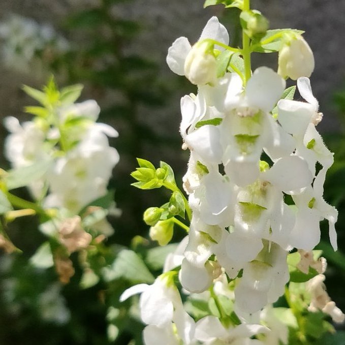 تويتر Hideki Taxking على تويتر Rt Mai アンゲロニア ラテン語で天使 Angelos ｱﾝｹﾞﾛｽ が由来 花言葉は 片思いの恋 名前は天使なのですが 花びらが骸骨っぽく見えると言われる事も この白いアンゲロニアはそう見えないけどピンクは少し