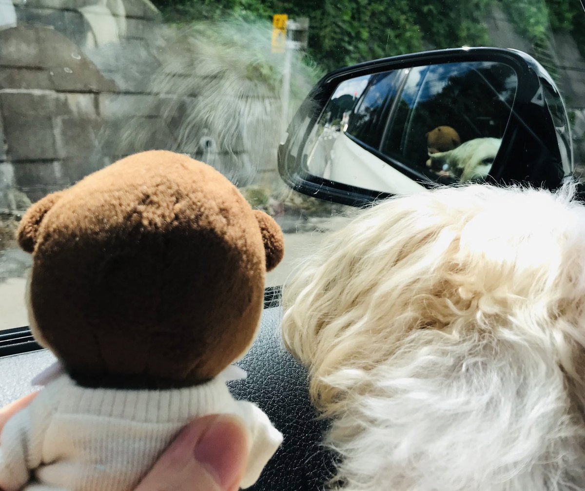 ShuaYoko_svt's tweet photo. ウチの四女🐶とshoshoroが一緒に
外を眺めながら……… 🥰
順調に帰省中
#shoshoro https://t.co/IuK93AXpkq