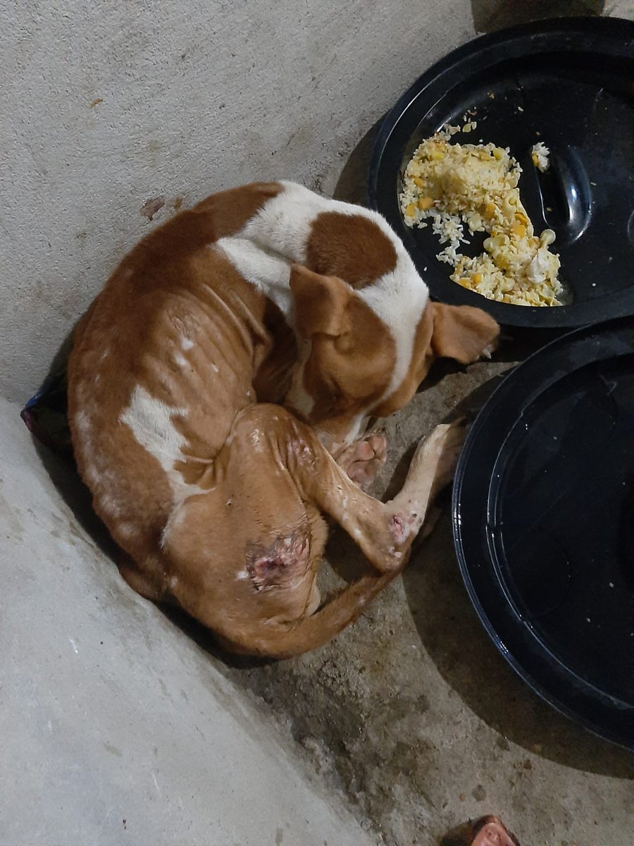 MayraMayi21's tweet photo. @DefensoresAn @alcaldiagye @cynthiaviteri @JosueSanchezEc en Guasmo norte una familia ha acojido a este perrito en una mala situacion no tienen recursos para llevar al medico....favor si algo pueden hacer https://t.co/Lg9DF6Vdep