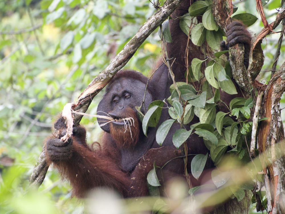 Our new paper is out in #AJBA! 
Carbon and nitrogen stable #isotope analysis was applied to wild Bornean orangutans in Danum Valley, Sabah, Malaysia to investigate their diet. Thanks to collaborators and colleagues who helped with this study.
onlinelibrary.wiley.com/doi/full/10.10…