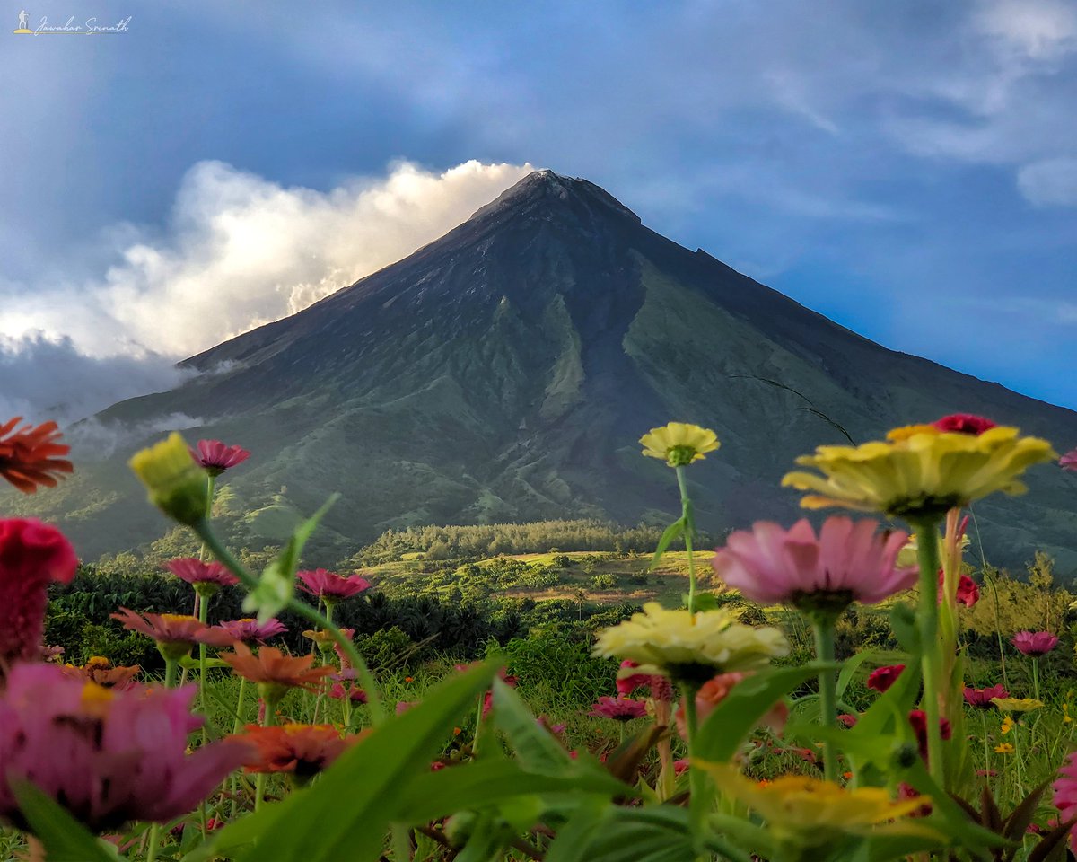 __Sri_____'s tweet photo. Beaming Nature of Mt. Mayon Volcano Philippines 

Shotonmobile 
#samsung#shotonmobile #flowers #wildflower #hiking #mountains #volcano #philippnes #traveldestination #travelphotographer #traveldiaries #naturelight #natgeolandscape #landscape #natgeoearth #natgeotravel https://t.co/oiz82KHd7d