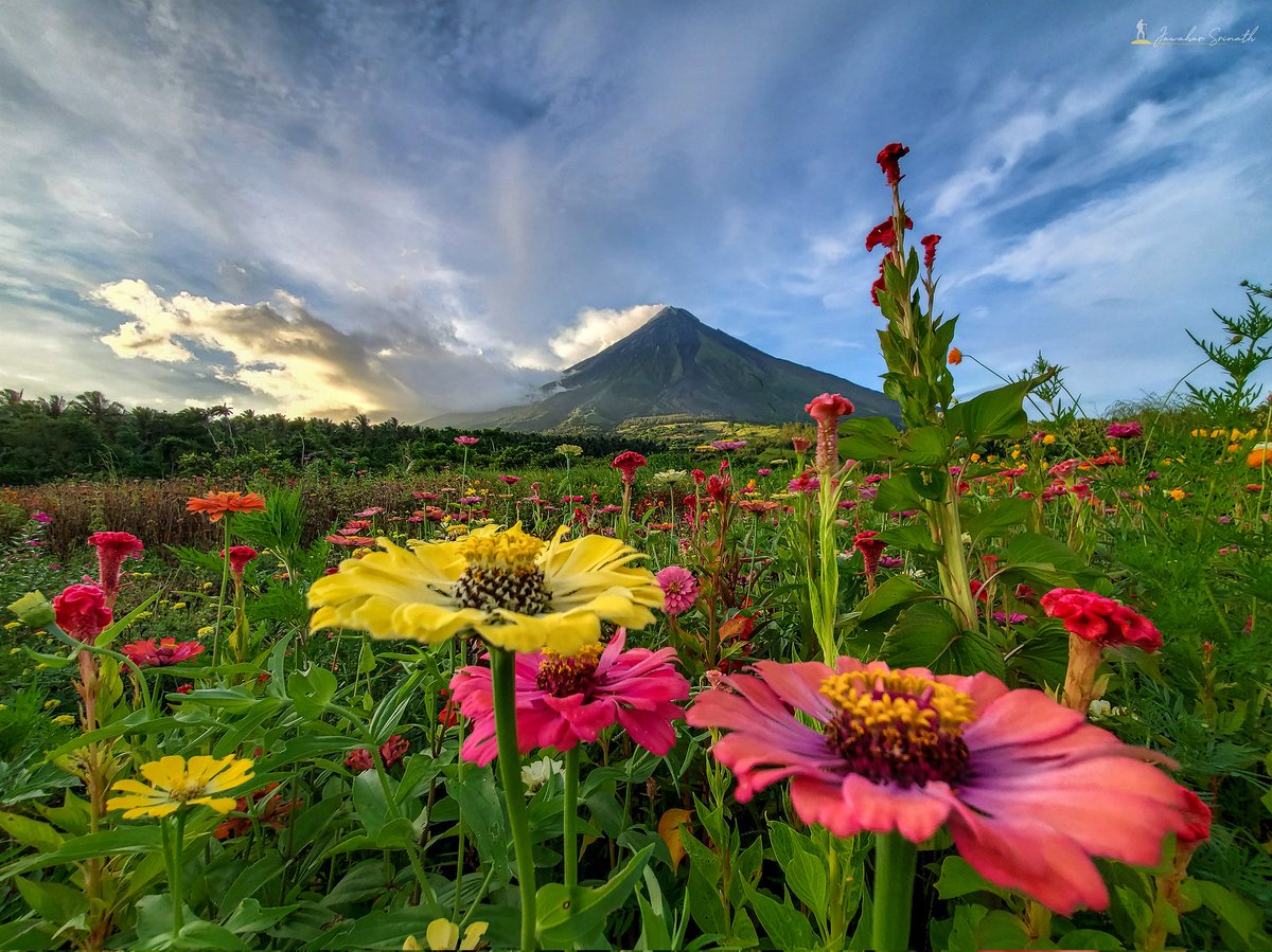 __Sri_____'s tweet photo. Beaming Nature of Mt. Mayon Volcano Philippines 

Shotonmobile 
#samsung#shotonmobile #flowers #wildflower #hiking #mountains #volcano #philippnes #traveldestination #travelphotographer #traveldiaries #naturelight #natgeolandscape #landscape #natgeoearth #natgeotravel https://t.co/oiz82KHd7d