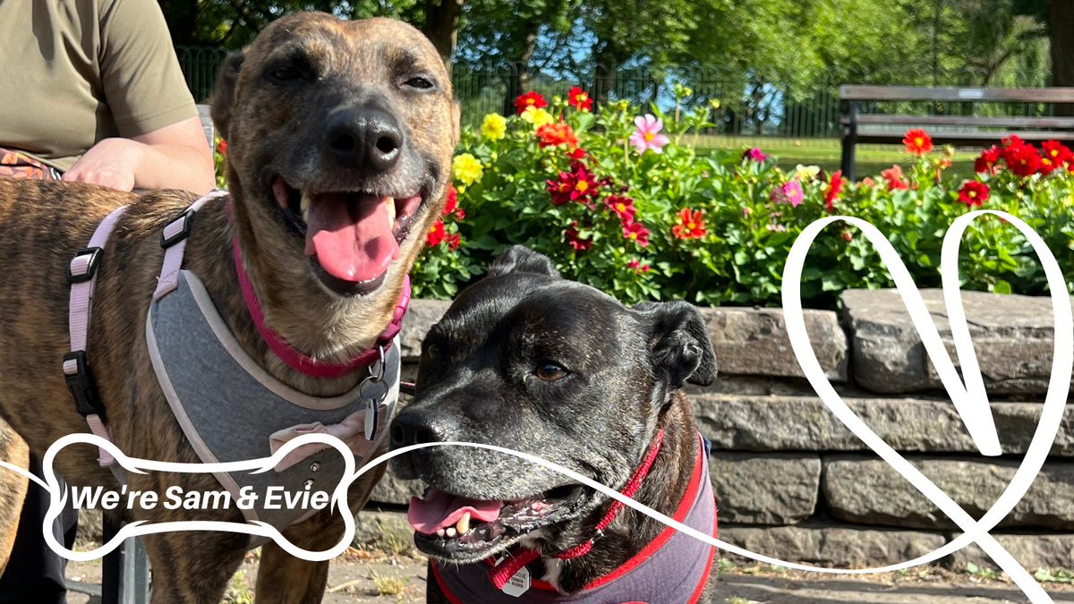 Could you provide a loving home for this budding duo? Sam and Evie are an adorable who came to us after their previous owner sadly died. They're looking for their forever home together. Could that be with you? bit.ly/3bKjp7c