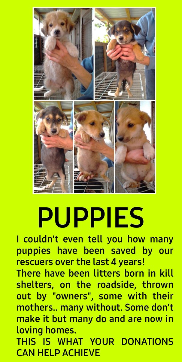 🆘️WE NEED YOUR HELP🆘️
We have 14.6k followers on Twitter, this tweet is aimed at the 14.3k who don't actively support the rescue.
If more people donate just a small amount we can pay our bills..we're desperate right now
#DogsofTwittter 
#AdoptDontShop 
paypal.com/paypalme/Secon…