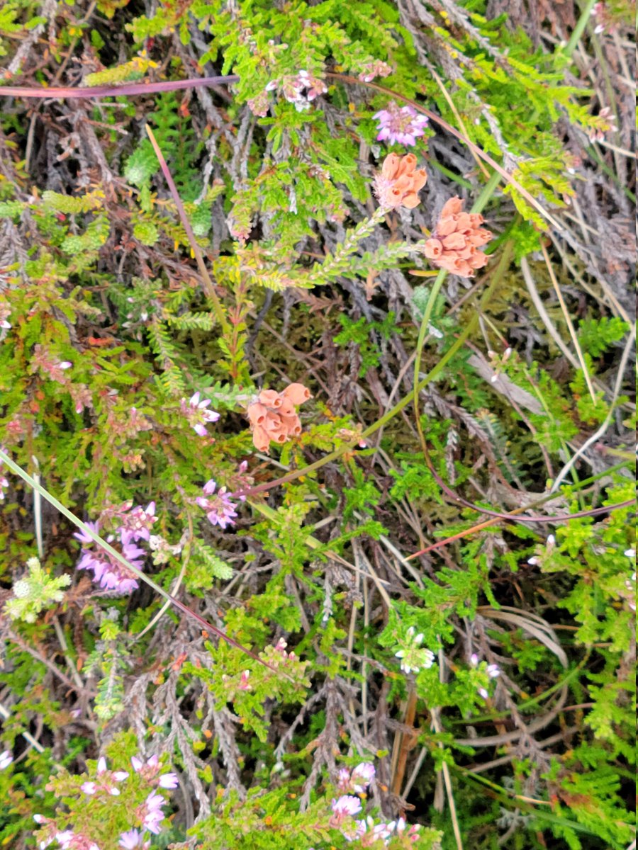 Tour stop Scottish Highlands peatbog, Histosols, for my soils colleagues.