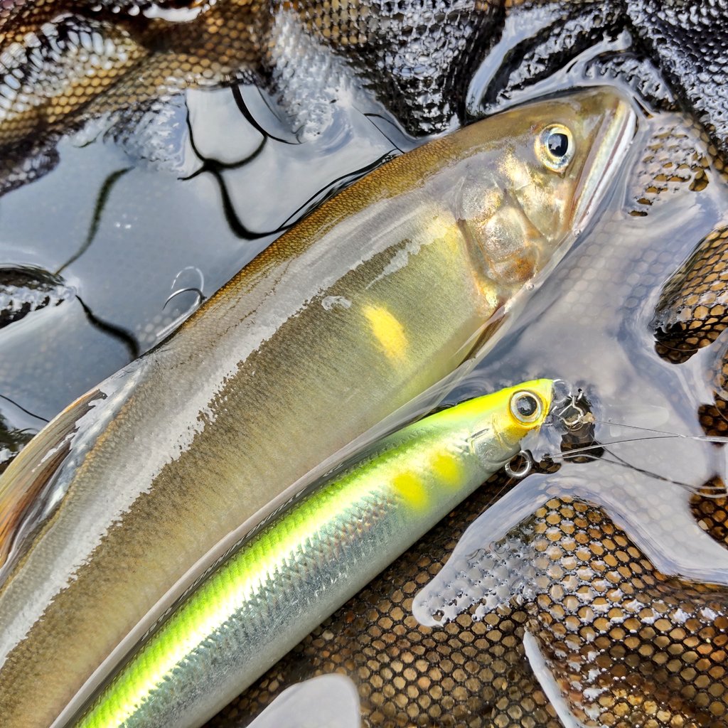 友ルアー Twitter Search Twitter