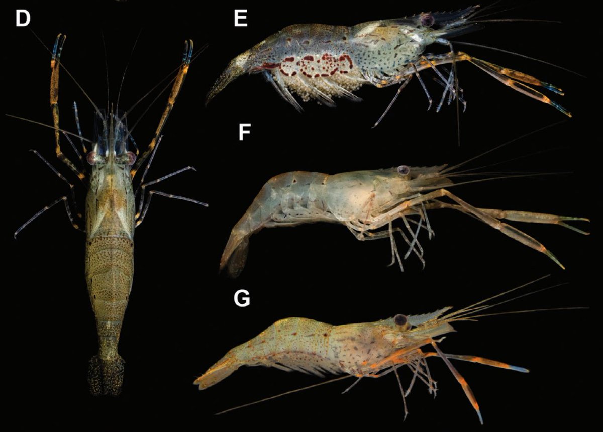 scalyscientist's tweet photo. Our study on the Macrobrachium (river prawns) of Hong Kong has finally been published! We surveyed the Macrobrachium species of Hong Kong, doubling the number of known species from 4 to 8, including a new species Macrobrachium lantau sp. nov. (pictured)!

https://t.co/RxJpFZnOmT https://t.co/VYLCM2sJUp