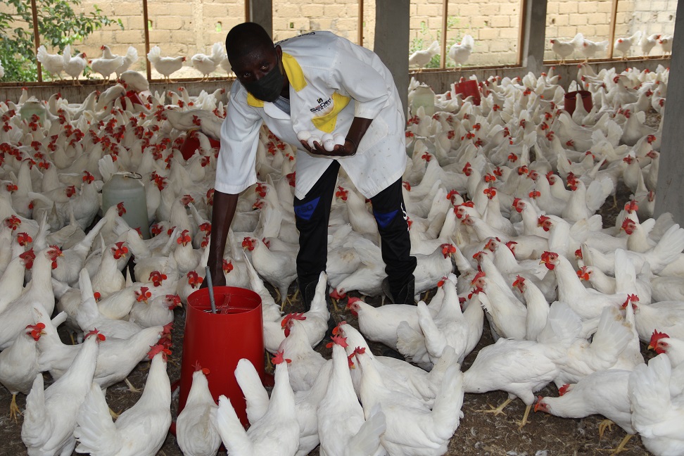 FAO au Sénégal (@faosenegal) on Twitter photo 🎥Numéro #1 d'une série de 8⃣vidéos produites par le Programme de gestion durable de la faune sauvage #SWMProgramme
Une initiative de <a href="/PressACP/">OACPS Secretariat</a> 💶cofinancée par l’Union européenne, <a href="/FFEM_Fr/">Fonds français pour l'environnement mondial (FFEM)</a> & <a href="/AFD_France/">Agence Française de #Développement (AFD) 🇫🇷 🇪🇺</a>, 🤝🏿mis en œuvre par <a href="/FAO/">Food and Agriculture Organization</a>, <a href="/Cirad/">Cirad</a>, <a href="/CIFOR/">CIFOR</a> & <a href="/TheWCS/">WCS</a>
#ODD #Agenda2030🐔🐓 🎥Numéro #1 d'une série de 8⃣vidéos produites par le Programme de gestion durable de la faune sauvage #SWMProgramme
Une initiative de <a href="/PressACP/">OACPS Secretariat</a> 💶cofinancée par l’Union européenne, <a href="/FFEM_Fr/">Fonds français pour l'environnement mondial (FFEM)</a> & <a href="/AFD_France/">Agence Française de #Développement (AFD) 🇫🇷 🇪🇺</a>, 🤝🏿mis en œuvre par <a href="/FAO/">Food and Agriculture Organization</a>, <a href="/Cirad/">Cirad</a>, <a href="/CIFOR/">CIFOR</a> & <a href="/TheWCS/">WCS</a>
#ODD #Agenda2030🐔🐓