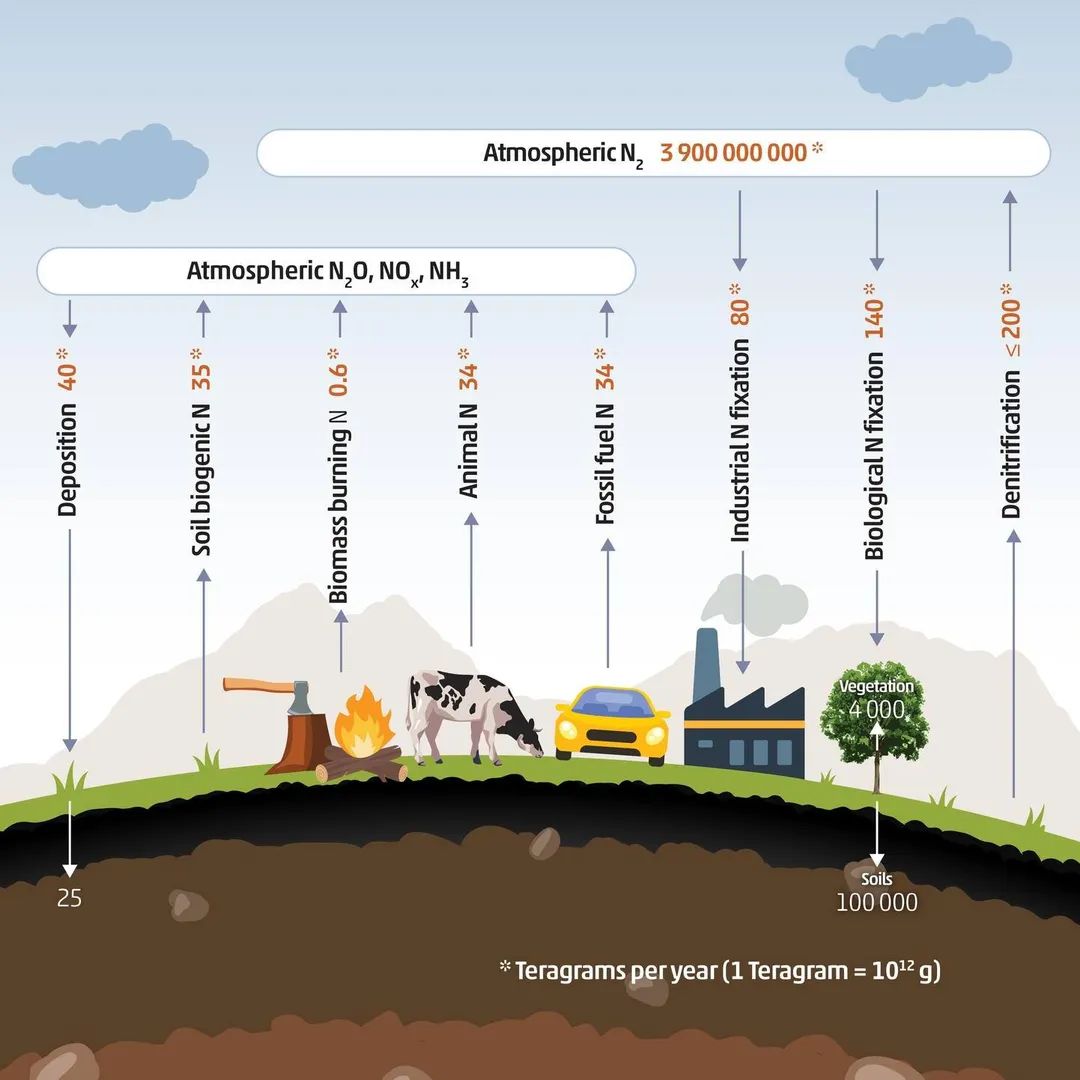 💡Understanding Nitrogen in #Soils

🧐Nitrogen (N) exists in the soil system in many forms, and transforms easily from one to another. #SoilHealth

Learn more on the "nitrogen cycle" from the booklet Soils for nutrition: state of the art: 👉doi.org/10.4060/cc0900…