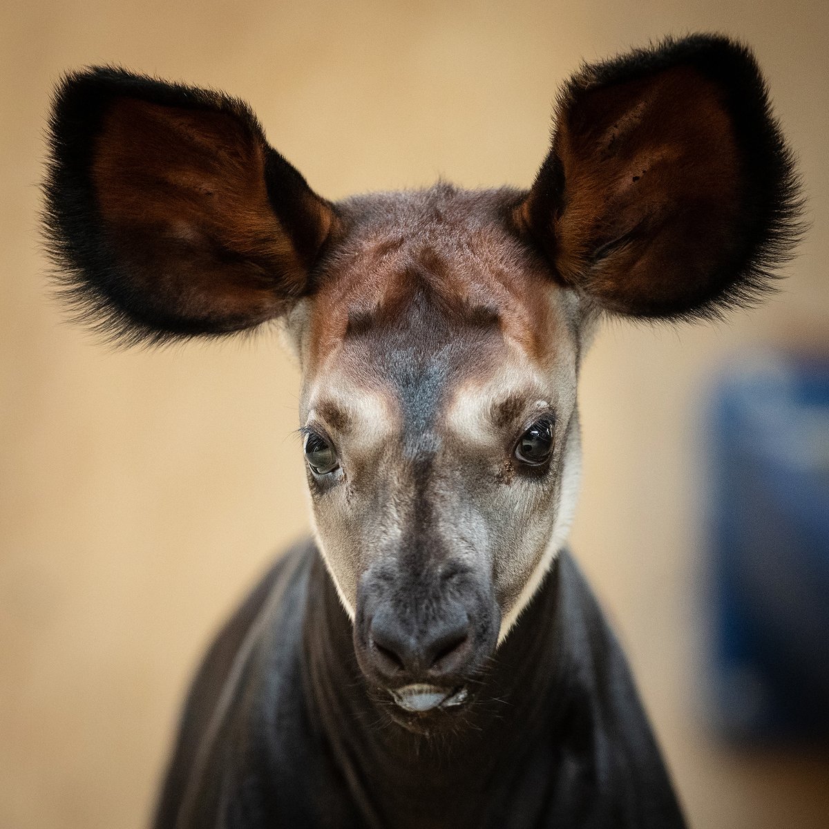 rtenews's tweet image. .@DublinZoo has announced the arrival of an endangered #Okapi calf. The male calf was born on 7 July. Okapis are a large, hoofed animal related to the giraffe. The zoo said the calf is in excellent health and has been growing steadily.
