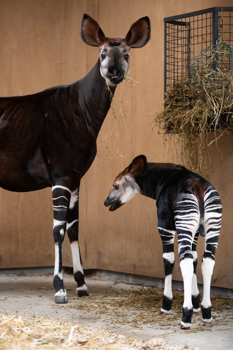 rtenews's tweet image. .@DublinZoo has announced the arrival of an endangered #Okapi calf. The male calf was born on 7 July. Okapis are a large, hoofed animal related to the giraffe. The zoo said the calf is in excellent health and has been growing steadily.