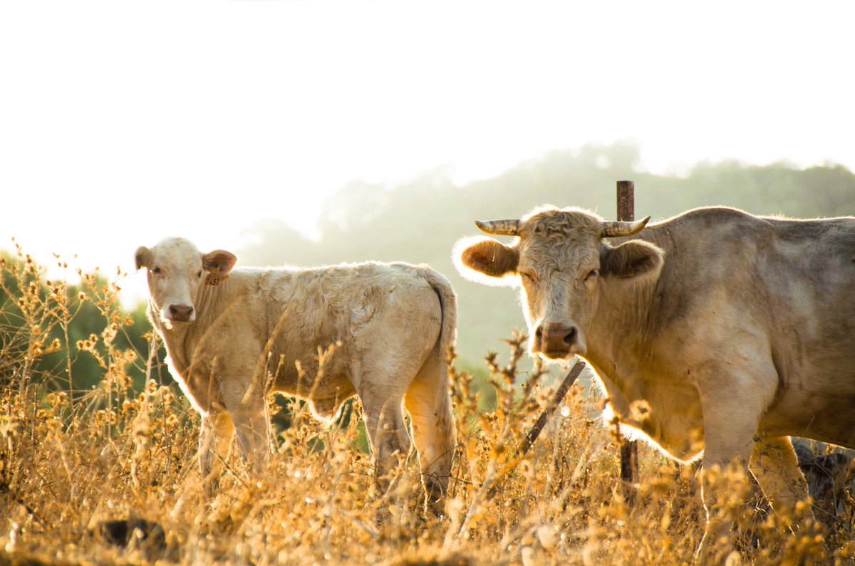 mchagarc's tweet photo. soy la persona con más fotos de vacas, no tengo pruebas pero tampoco dudas https://t.co/KUofj8xEjA