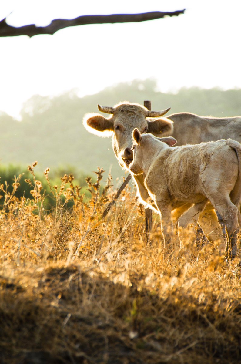 mchagarc's tweet photo. soy la persona con más fotos de vacas, no tengo pruebas pero tampoco dudas https://t.co/KUofj8xEjA