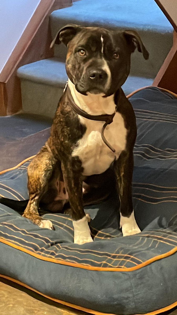 EaterWriter's tweet image. No food or anything today. Our dog went missing in the fireworks last night so we are closing to search for him. If any of my ventnor followers could RT &amp;amp; keep an eye out I would greatly appreciate it