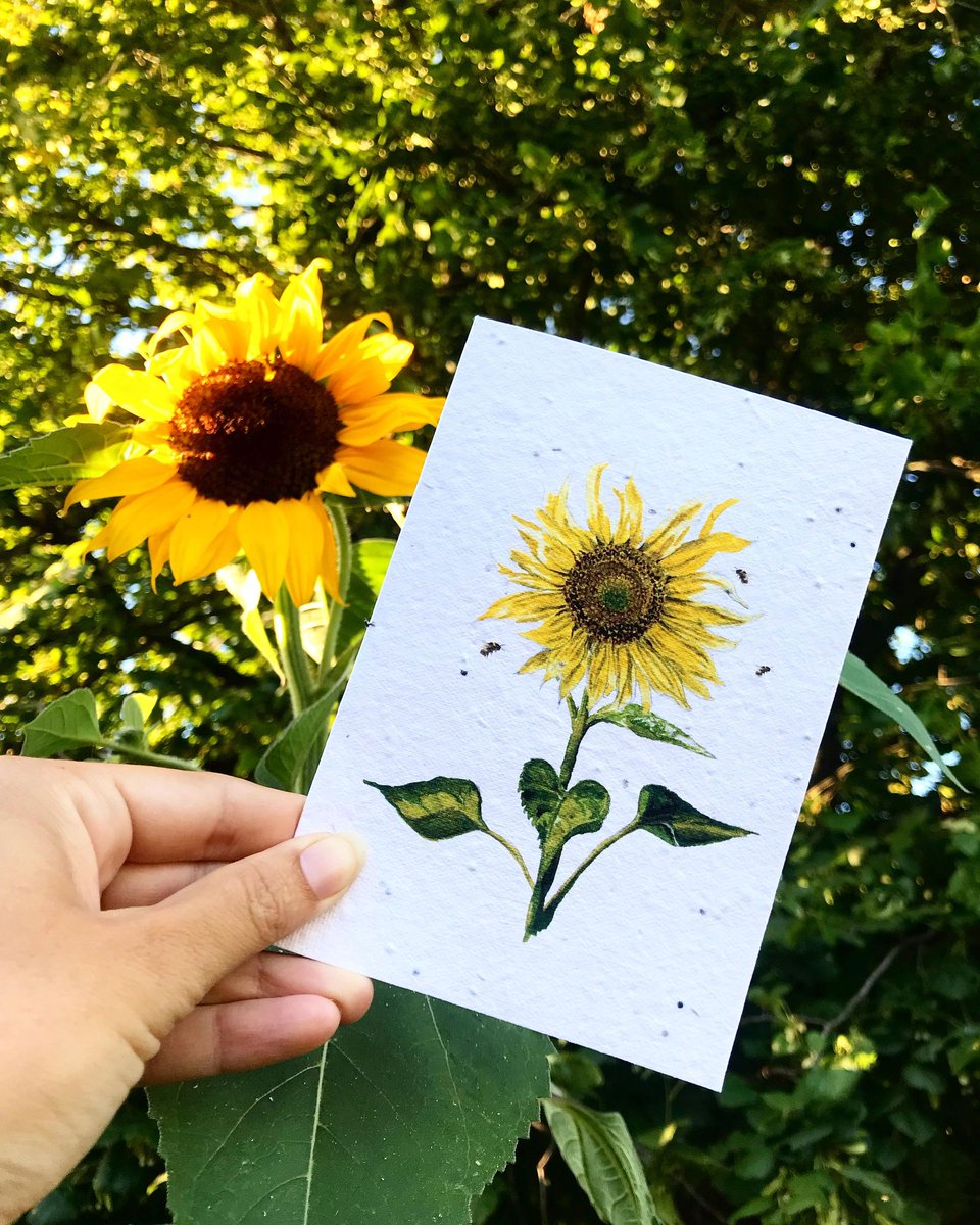 Morning! it's going to be another sunny day. Heres my new #Sunflower plantable seed card. etsy.com/uk/shop/Yasmin… #etsyuk #seedcards #cards #EarlyBiz
