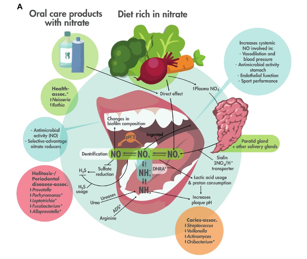 Bacteria normally associated with disease decrease in the presence of nitrate. <a href="/mira_ale/">Alex Mira</a> &amp; colleagues explain the potential benefits of nitrate reduction on oral health in patients with oral diseases and healthy individuals ow.ly/8Bnh30sp6pT