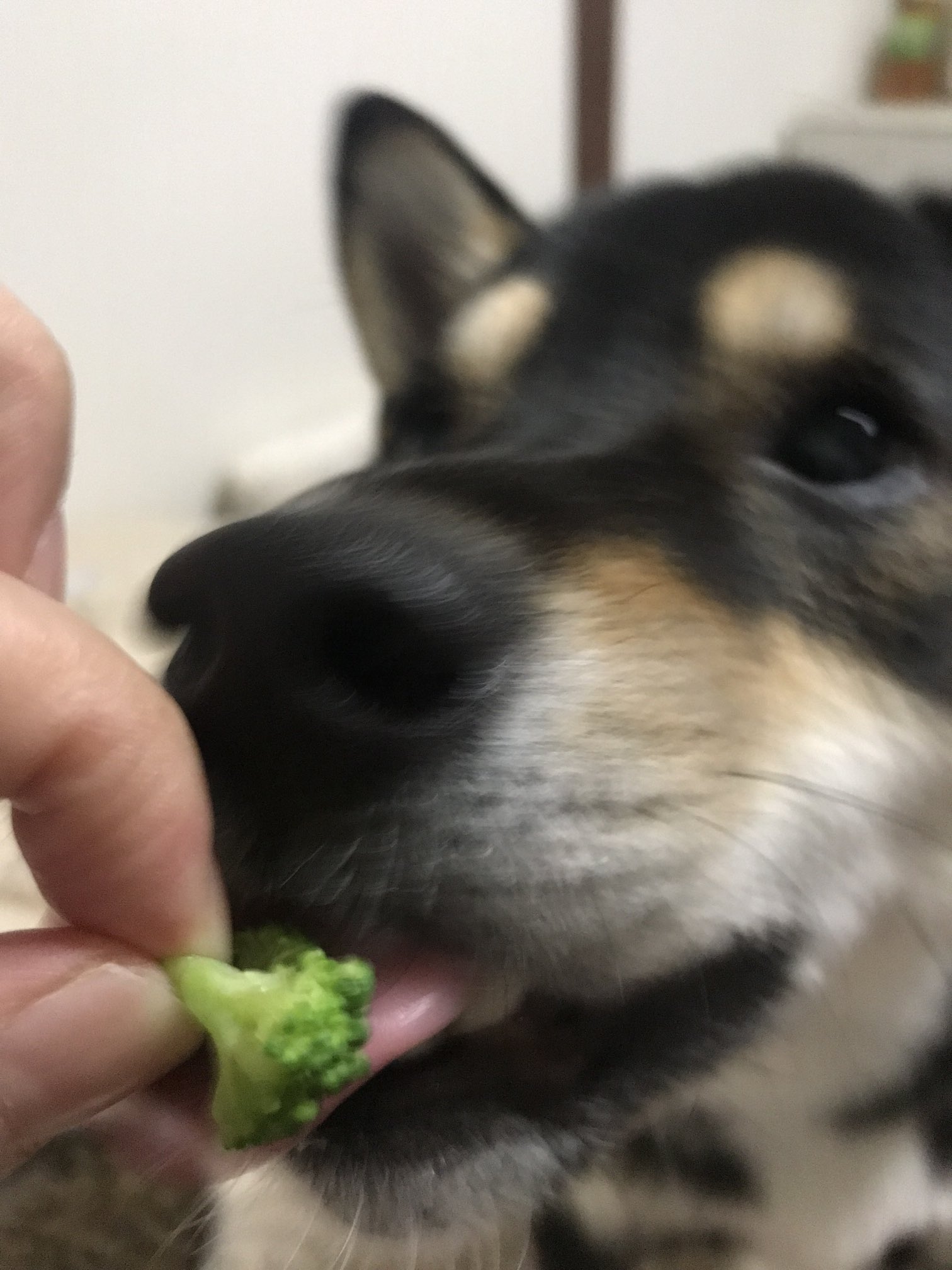 テン ツンデレな黒豆柴 今日のおやつは 最近はまってるブロッコリー 犬好きさんと繋がりたい 犬のいる暮らし 豆柴 子犬 柴犬 黒柴 ミニチュア料理 犬用 レシピ T Co 0tlpvbnd9d Twitter