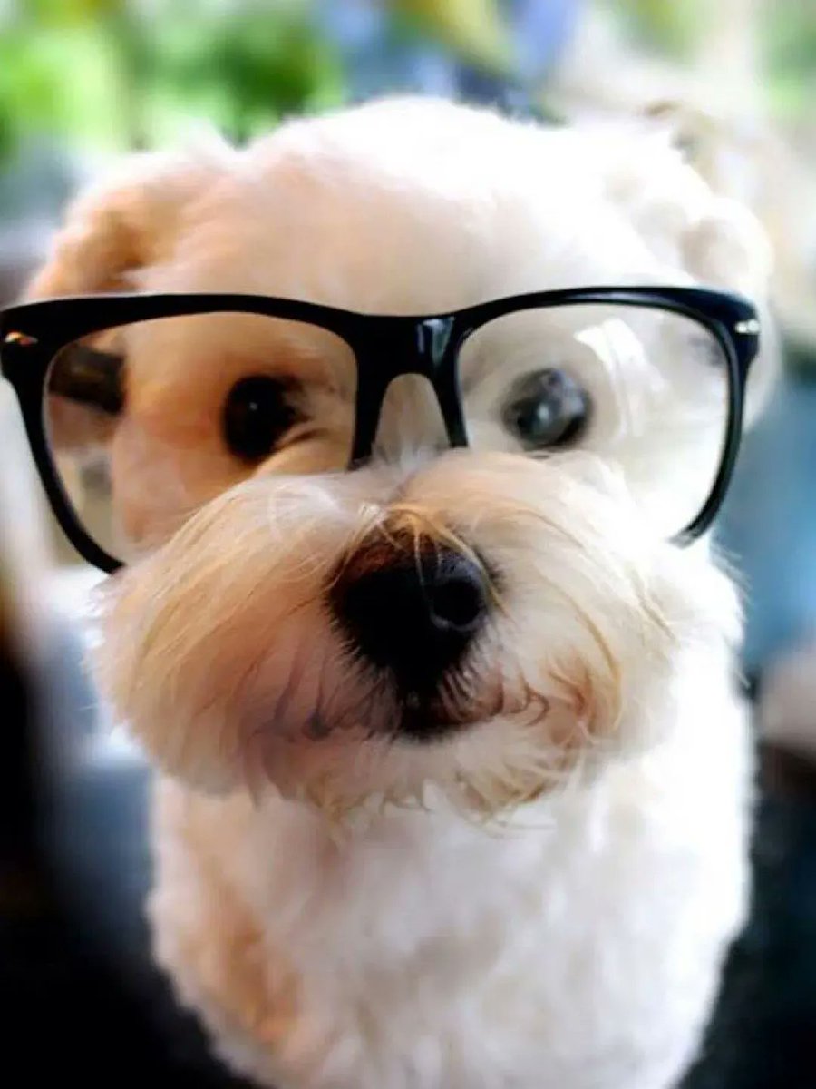 Cute Animals tweet media