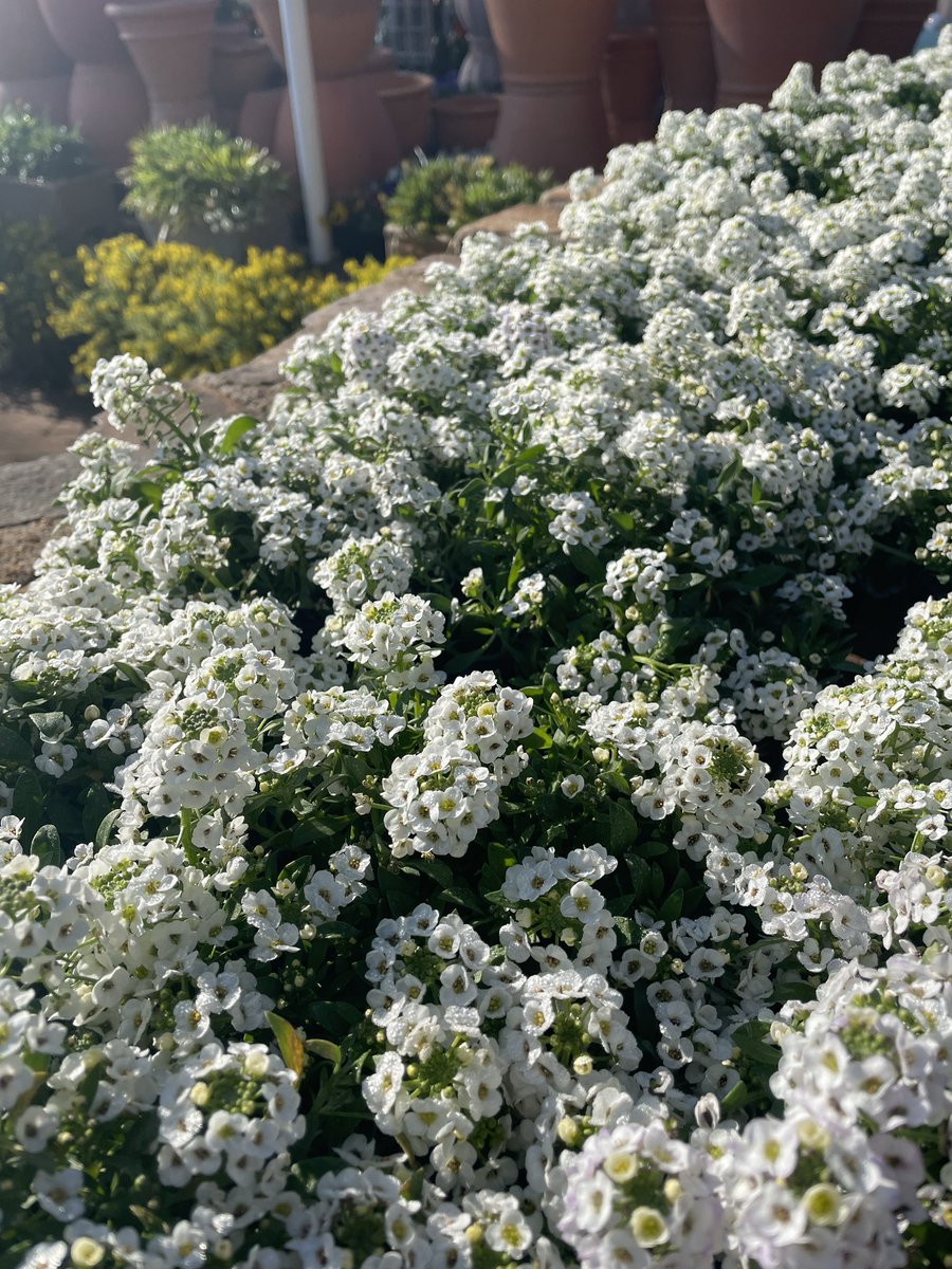 EckardsGarden's tweet photo. Sweet smelling Alyssum is a fun bedding plant to grow in full sun. They’re great fillers for spring and they add a honey sent to the garden in the mornings and early evenings. Attracting bees and beneficial insects all day 🌸 #eckardsgarden #springiscalling #plantsforpolinators https://t.co/7kVuMRkVmS