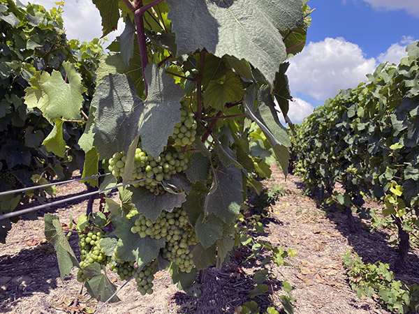 AgriWasteValue (@agriwastevalue) on Twitter photo 📅 On September 15, <a href="/PFI_Germany/">Prüf- und Forschungsinstitut Pirmasens e. V.</a> organizes a #workshop within the <a href="/AgriWasteValue/">AgriWasteValue</a> <a href="/INTERREG_NWE/">Interreg NWE</a> project about the #valorisation of different #biomass residues to produce #biobased chemicals and natural extractives in Pirmasens (DE).
More info 👇
agriwastevalue.eu/de/node/734 📅 On September 15, <a href="/PFI_Germany/">Prüf- und Forschungsinstitut Pirmasens e. V.</a> organizes a #workshop within the <a href="/AgriWasteValue/">AgriWasteValue</a> <a href="/INTERREG_NWE/">Interreg NWE</a> project about the #valorisation of different #biomass residues to produce #biobased chemicals and natural extractives in Pirmasens (DE).
More info 👇
agriwastevalue.eu/de/node/734