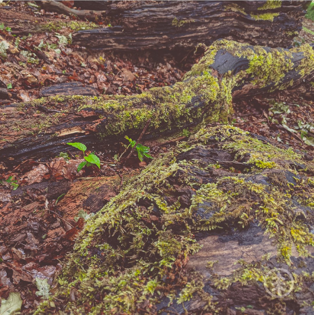 𝘿𝙞𝙙 𝙮𝙤𝙪 𝙆𝙣𝙤𝙬?
An alternative to plastic is packaging made from mushrooms! 🍄
Mushroom packaging is thermally insulating, water resistant &amp;  biodegradable. 
The packaging can be easily composted &amp; breaks down in soil within weeks 👌
 #thetreeproject #savingtheplanet