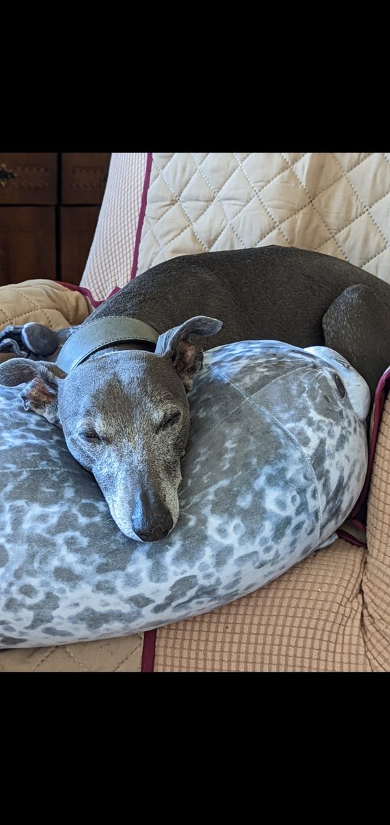 Wispawhippet's tweet image. When your sitting on the actual pillows for extra comfort! Why not use one of my little people soft toys for a head rest? That&apos;s just the way it rocks round here