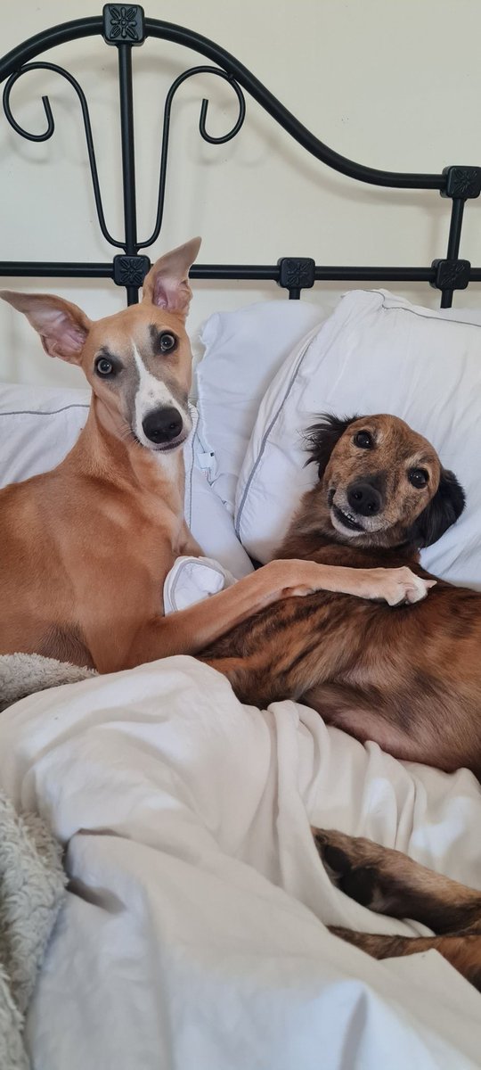 My best friend had a sleep over 😁☺️
#whippet #sighthound #lurcher #dogsoftwitter