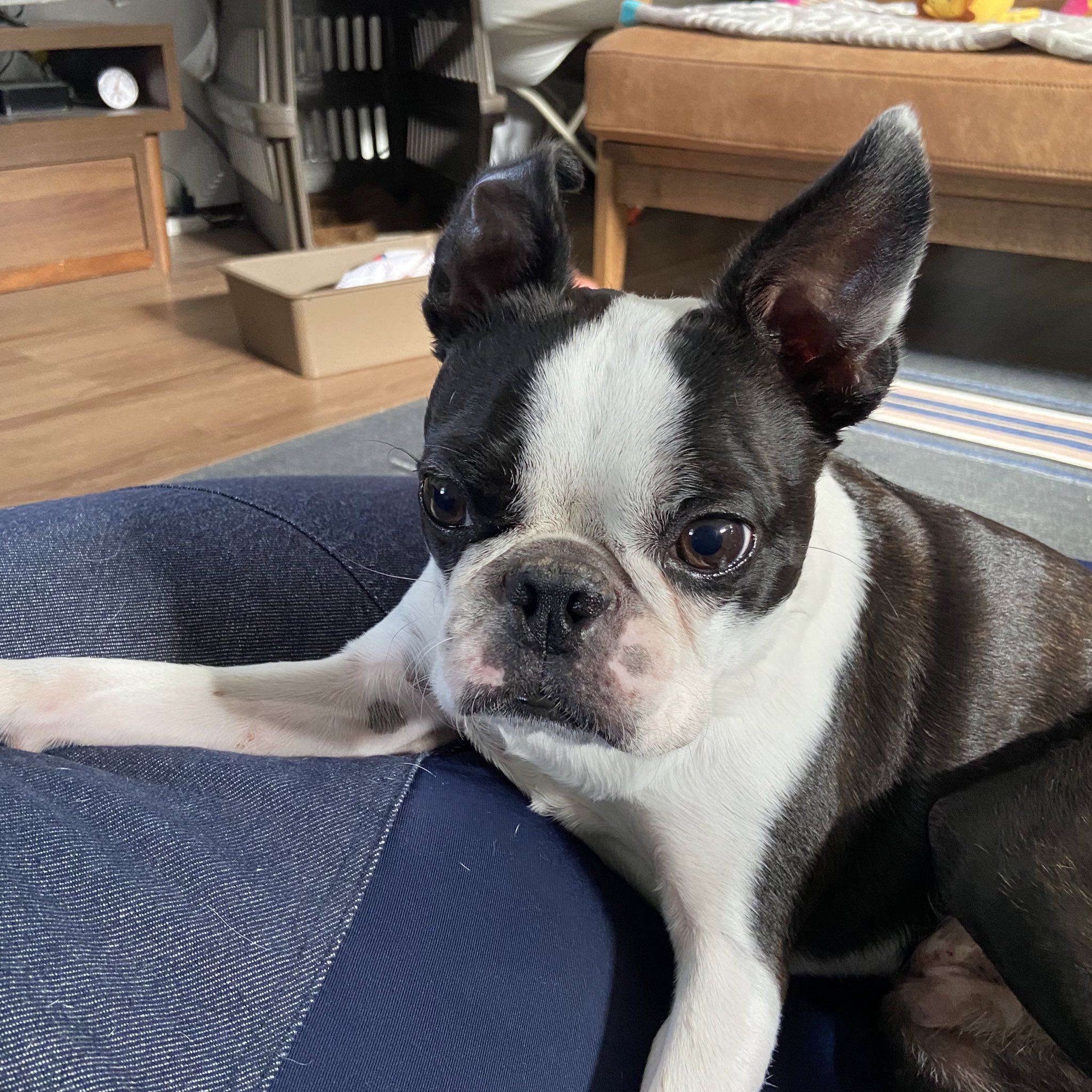 Iggy イギー ボストンテリア Iggy The Dog Twitter