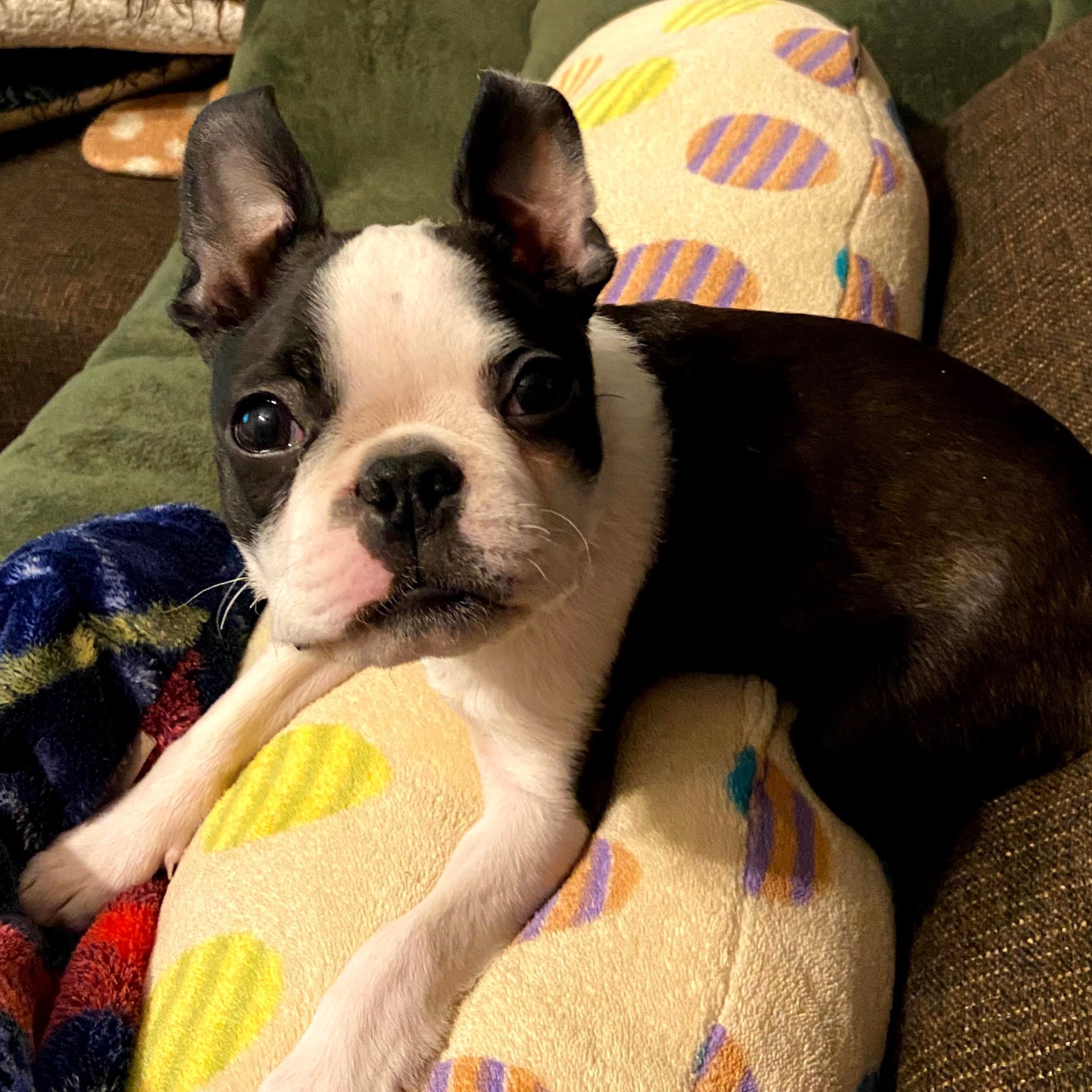 Iggy イギー ボストンテリア Iggy The Dog Twitter