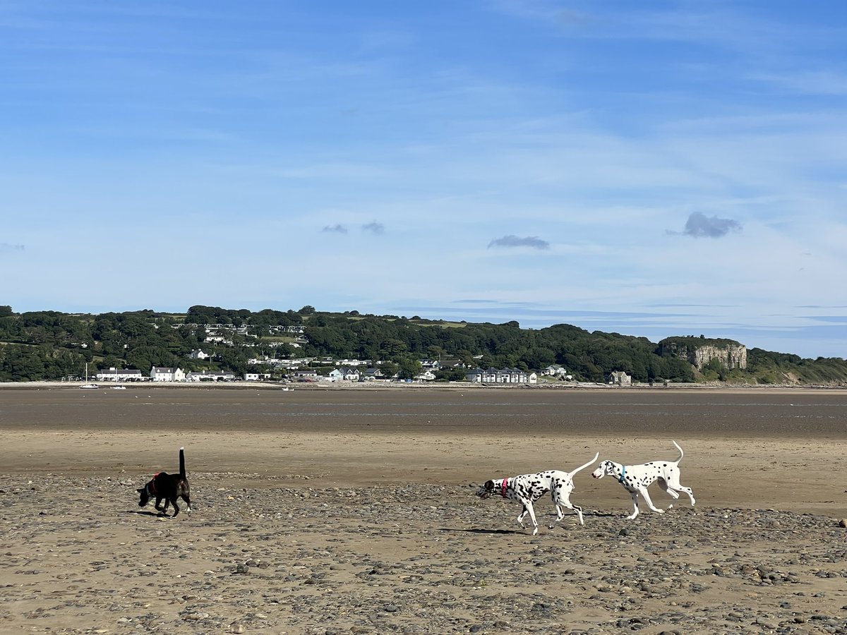 #NursesActive Another 10k step morning. Early and late beach walks for the dog gang in this heat 🐶