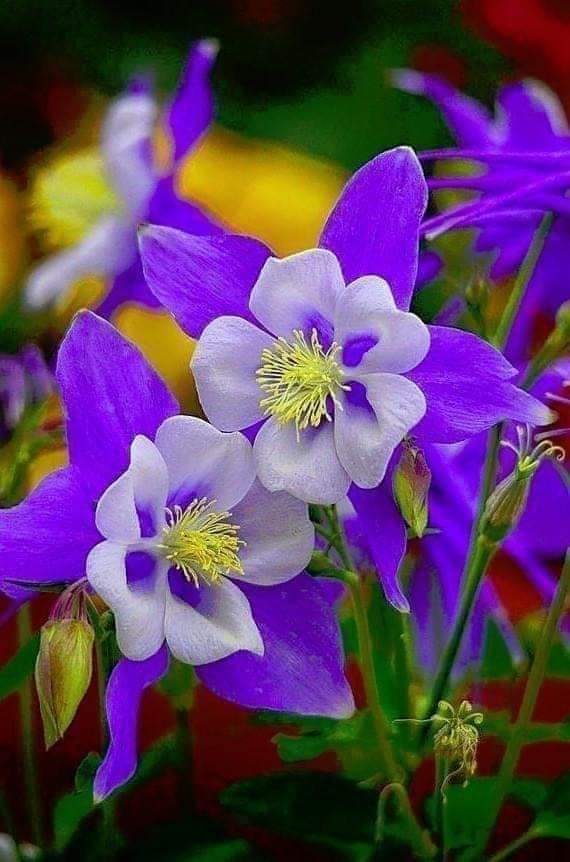 Lovessiyaa343's tweet photo. Beautiful...???..
🌂☔💜🌂☔💜🌂☔💜🌂 https://t.co/DVmGNljX9I
