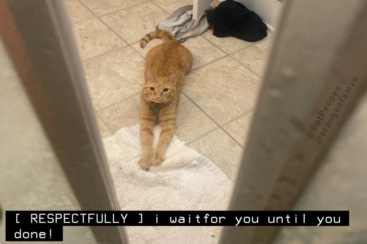kitty captions! 🧡 tweet media