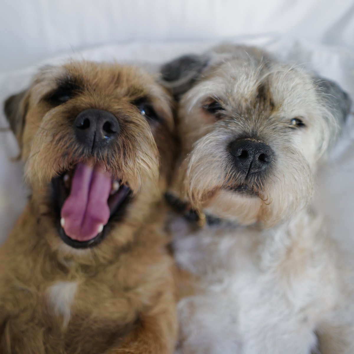 David Walliams HQ tweet media