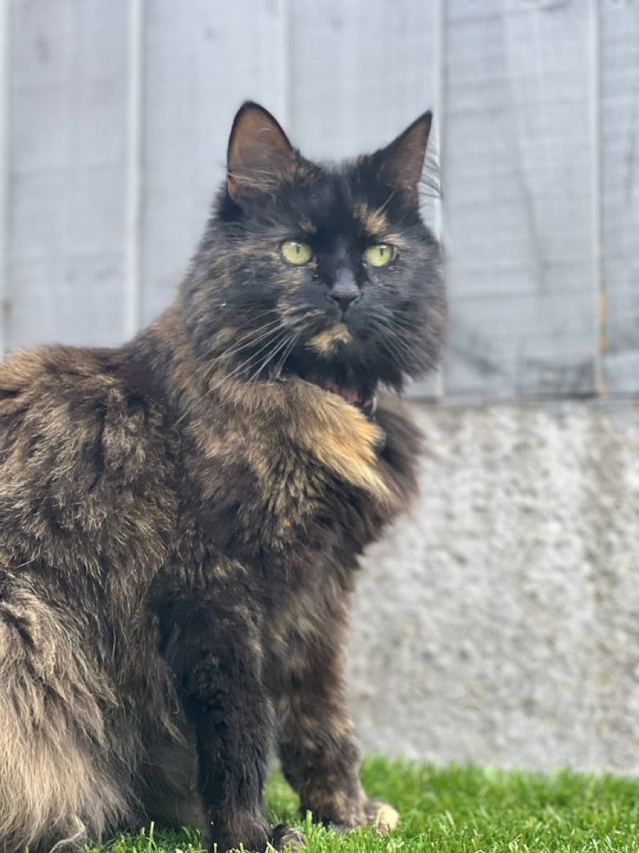 FloofySisters's tweet photo. #Urgent Missing Cat, St Anne’s Road and surrounding area in #wolverhampton #wolves she is wearing a pink leopard print collar with a cat flap magnet attached. Please share/retweet #CatsOfTwitter #Cats #Hedgewatch @StrayCatsWM @CavanVets1 @WhiteCrossVets #FindCoco @CatsMissing https://t.co/OxW4SxKNbE