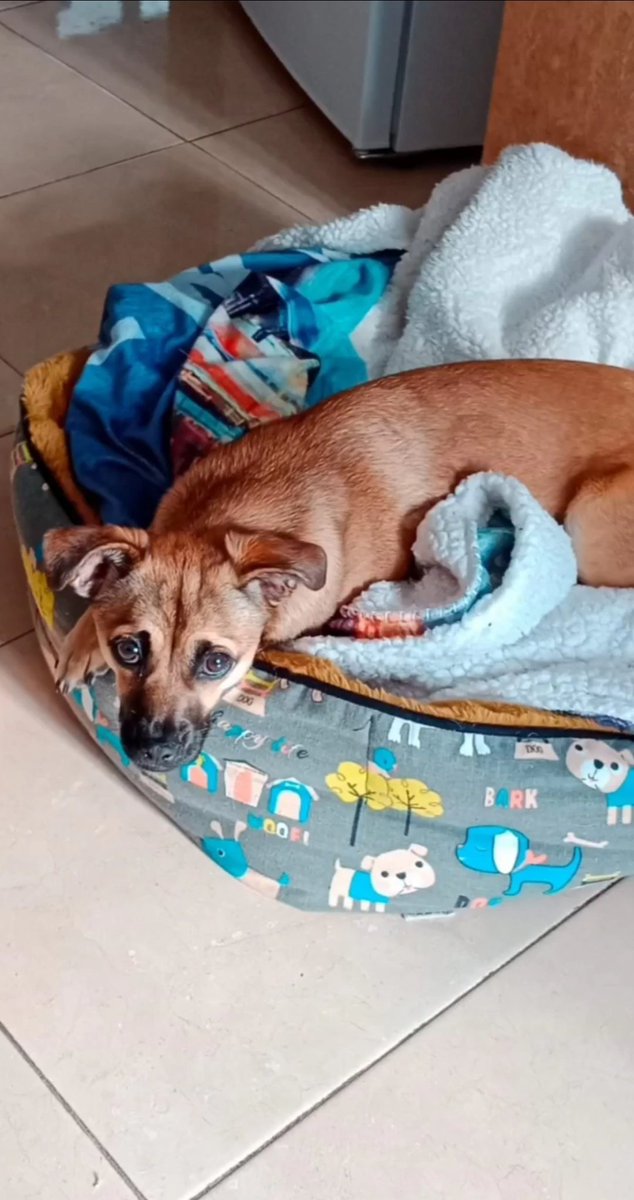 Josemiguelcb19's tweet photo. A mi hermana se le ha perdido el perro en la isla del Hierro, en Tamaduste. Si alguien lo ve por favor que contacte conmigo. Se agradece su difusión https://t.co/va2MHPPa1Z