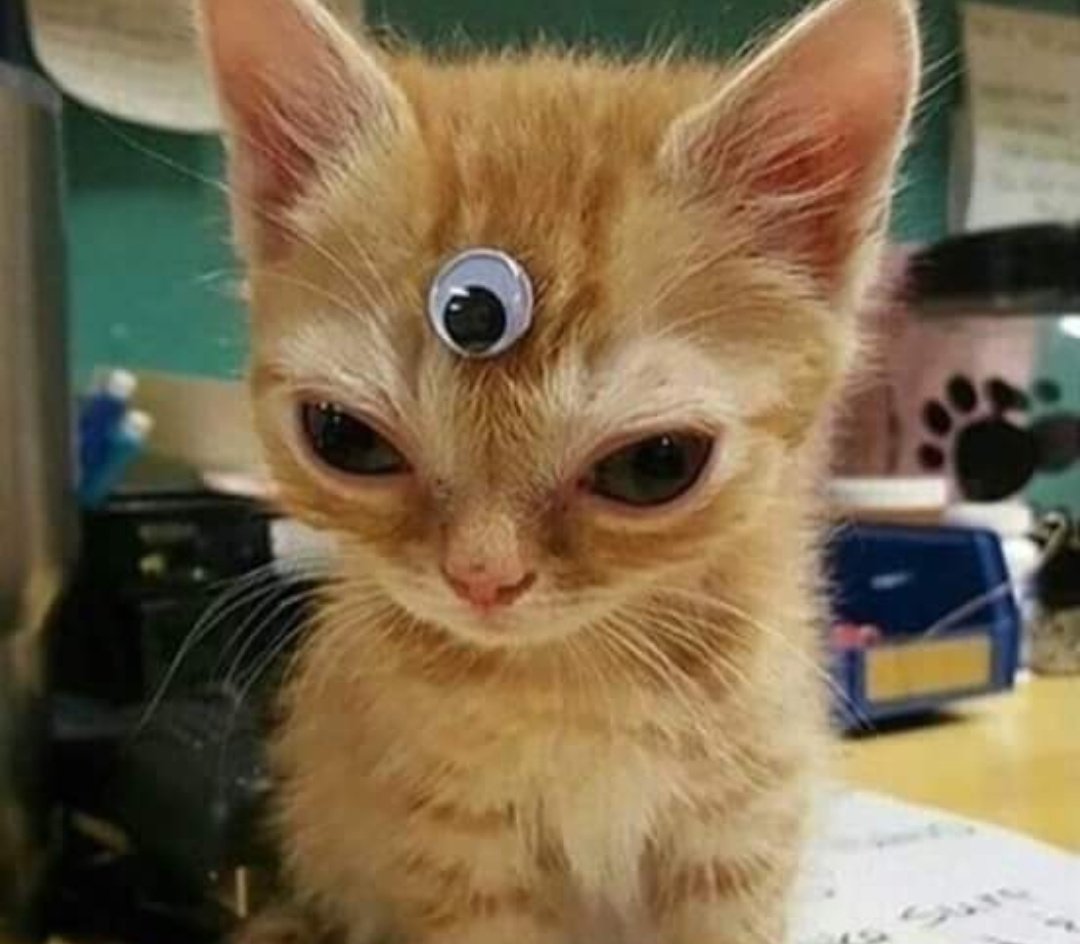 CarigatiOficial (@julioelroboc) on Twitter photo 