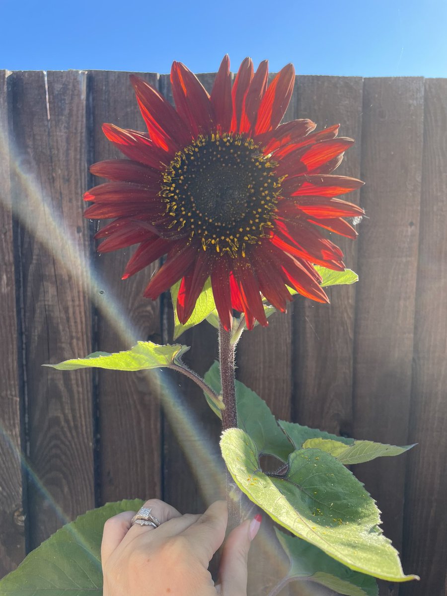brocky82's tweet photo. For Mother’s Day I had some sunflower seeds and a lovely poem from my youngest nursery! Only managed to get one to grow but look how beautiful ! @cogannursery https://t.co/2CzXSOFBq8
