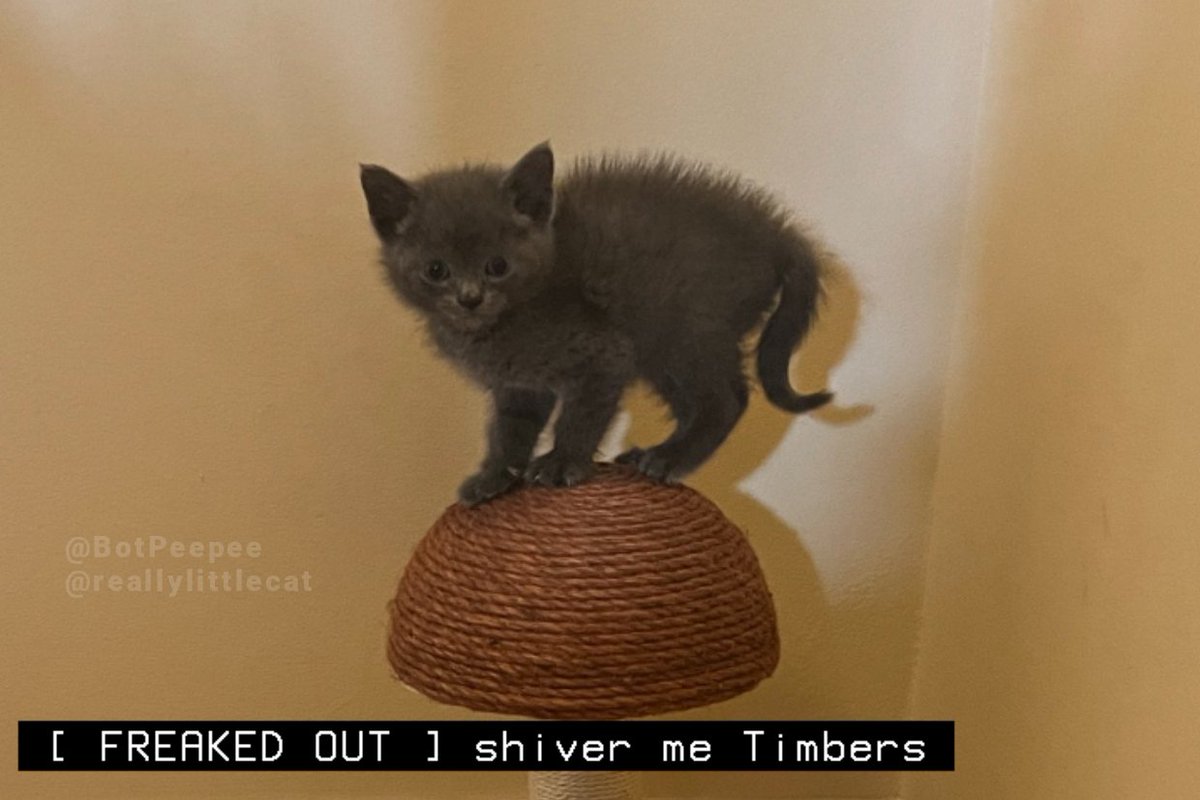 kitty captions! 🧡 tweet media