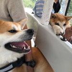 ツイートに含まれる画像