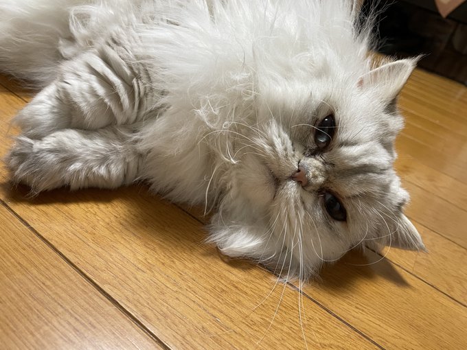 å®å®¶ã®ãããã¡ããã倩ã«å¬ãããŸããã
ãšãŠãåªããåã§ãããšãªãããŠçããåããã§ããã
14幎éãšãããç§ã®äººçã®ã»ãŒååã¯ããããã¡ããããã°ã«å±
ãŠãããŸããã
ããããã®æãåºããããŠããããšãâŠ