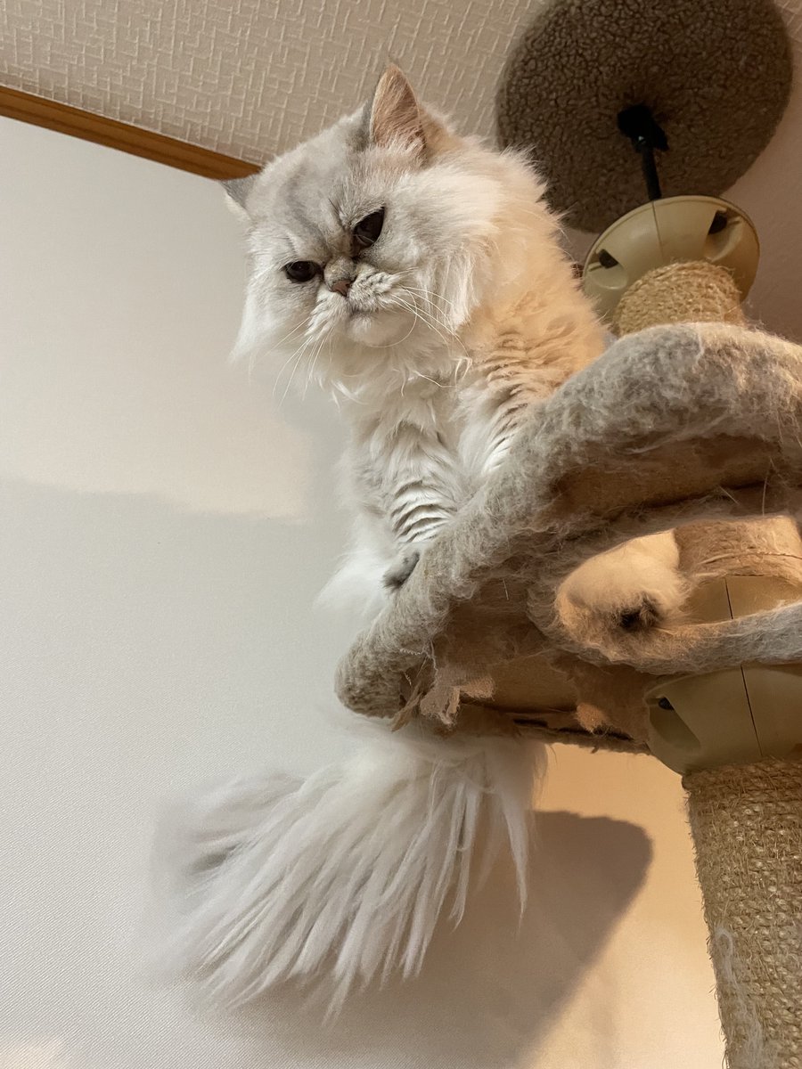 実家のさくらちゃんが天に召されました。
とても優しい子で、おとなしくて甘えん坊さんでした。
14年間という、私の人生のほぼ半分は、さくらちゃんがそばに居てくれました。
たくさんの思い出をくれてありがとう… 